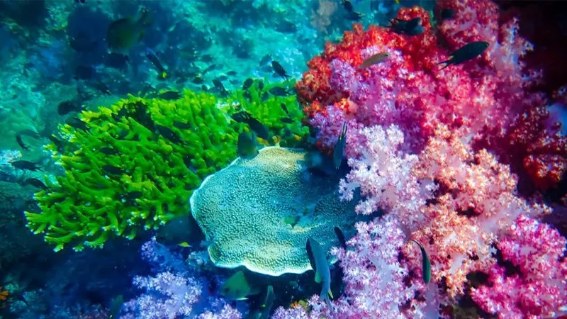 Koh-li-pe-coral